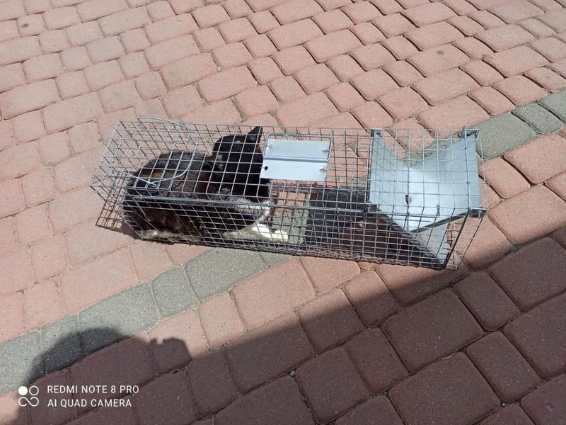 Оцинкована Живоловка 82х20х27 см Zielonalapka, пастка на куниць, ласок, щурів та котів - Вироблено в Польщі S.82.20.27 фото