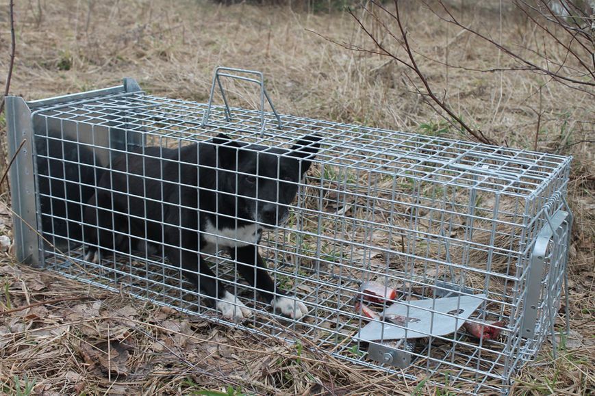 Посилена оцинкована Живоловка 80х34х34 см Zielonalapka, пастка на куниць, ласок, щурів та котів 1 вхід - Вироблено в Польщі ST.80.34.34 фото