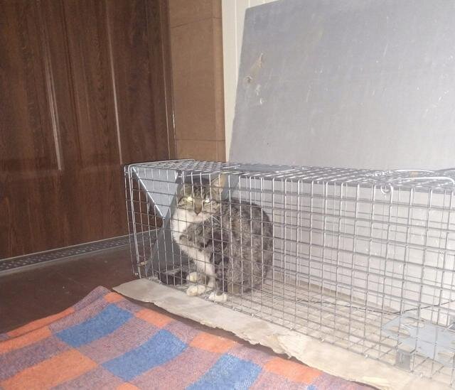 Живоловка пастка 82x20x27 см одновхідна